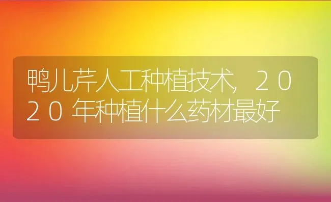 鸭儿芹人工种植技术,2020年种植什么药材最好 | 养殖学堂