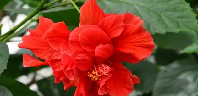 扶桑花的寓意是什么,吊钟扶桑花的寓意？