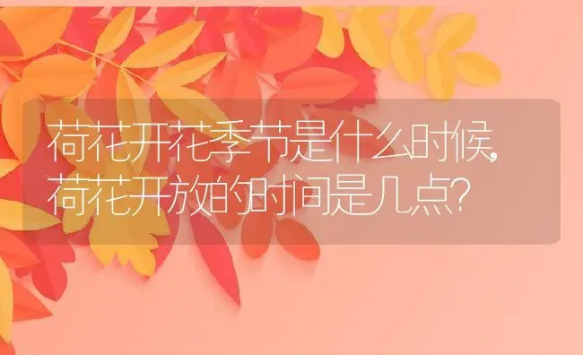荷花开花季节是什么时候,荷花开放的时间是几点？ | 养殖科普