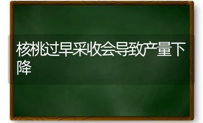 核桃过早采收会导致产量下降 | 养殖技术大全