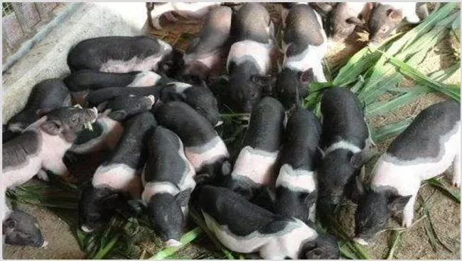 小香猪养殖基地容易存在的四大养殖问题 | 常识大全