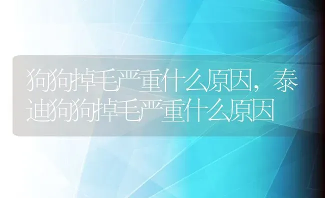 狗狗掉毛严重什么原因,泰迪狗狗掉毛严重什么原因 | 养殖资料