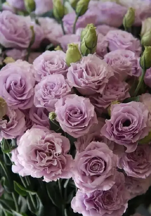 玫瑰花用什么土种植最好,玫瑰花种植技术？