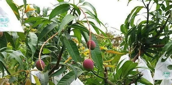 芒果种植的这几大误区你知道吗 | 妙招大全