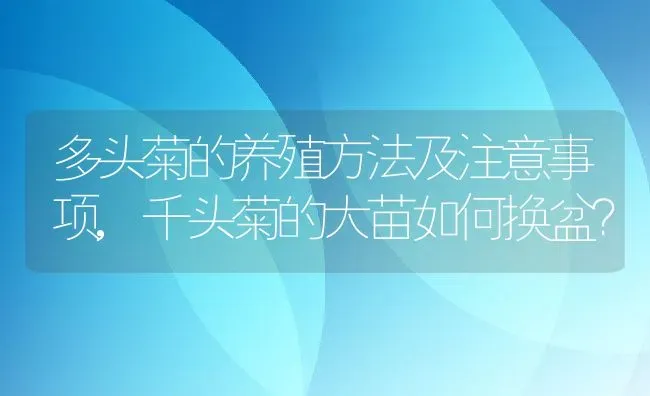 多头菊的养殖方法及注意事项,千头菊的大苗如何换盆？ | 养殖科普