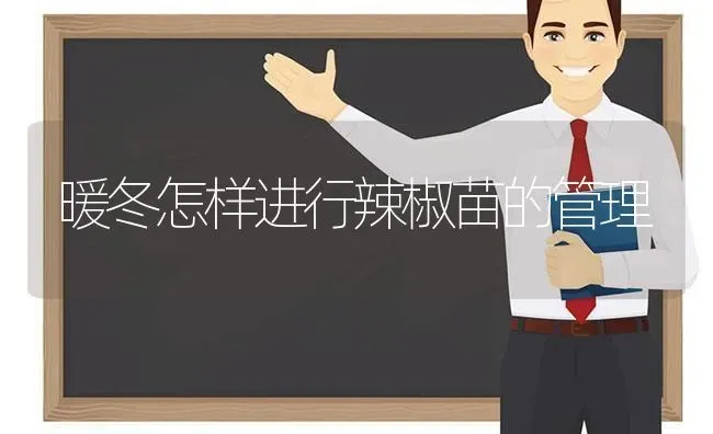 暖冬怎样进行辣椒苗的管理 | 养殖技术大全
