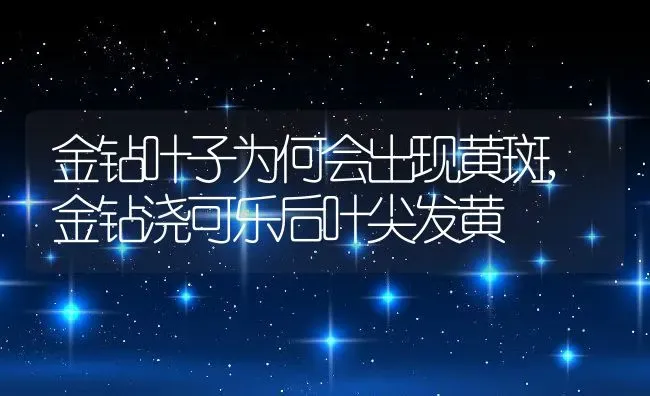 金钻叶子为何会出现黄斑,金钻浇可乐后叶尖发黄 | 养殖学堂