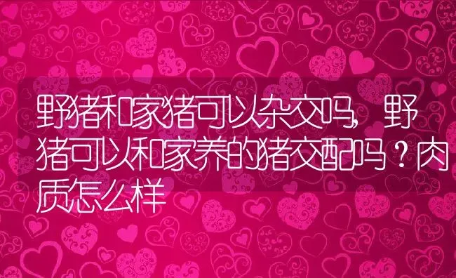 野猪和家猪可以杂交吗,野猪可以和家养的猪交配吗？肉质怎么样 | 养殖学堂