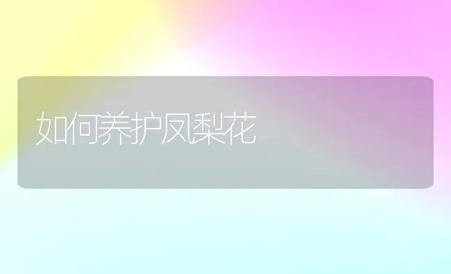 如何养护凤梨花 | 养殖技术大全