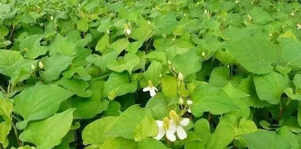 秋季养鸡秘诀：鱼腥草加金荞麦去除鸡病的方法 | 生活妙招