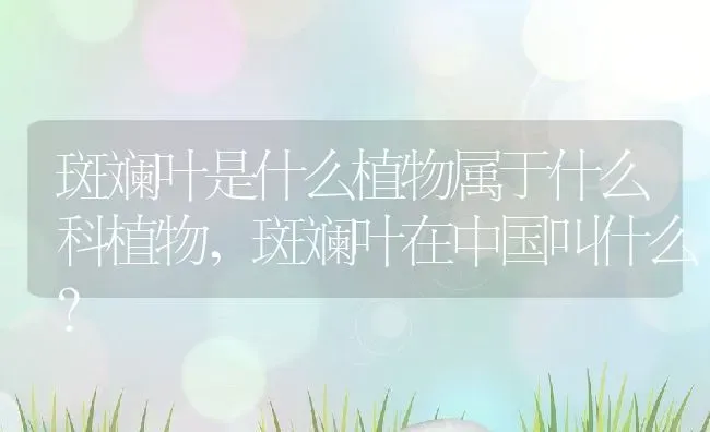 斑斓叶是什么植物属于什么科植物,斑斓叶在中国叫什么？ | 养殖科普