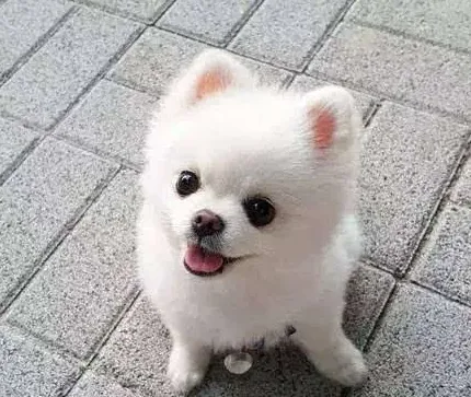 博美什么颜色最珍稀,白博美贵还是黄博美贵？