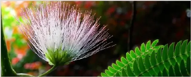 合欢花与芙蓉花的区别 | 生活妙招