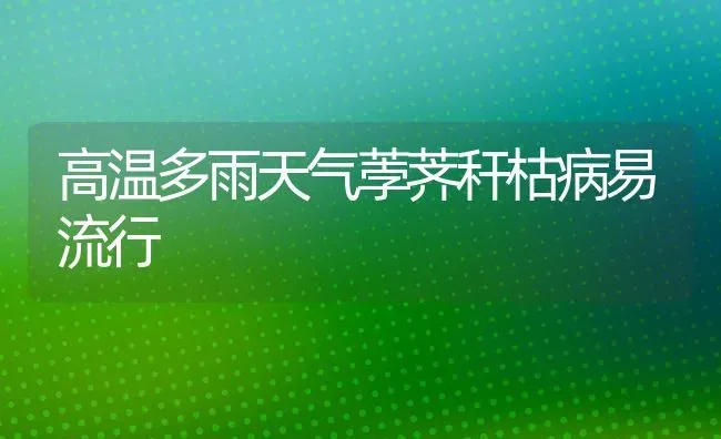 高温多雨天气荸荠秆枯病易流行 | 养殖知识