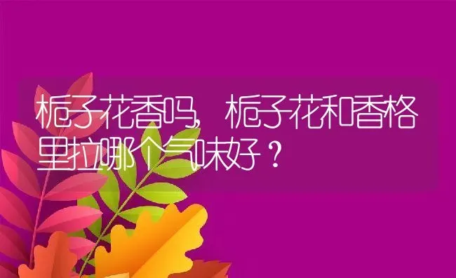 栀子花香吗,栀子花和香格里拉哪个气味好？ | 养殖学堂