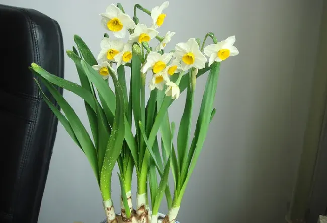 水仙花的外形和特点,水仙花的外型是什么样的？