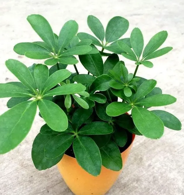 哪些植物去除甲醛最好,甲醛什么办法可以快速除掉？