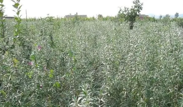 沙棘是什么植物 | 农广天地