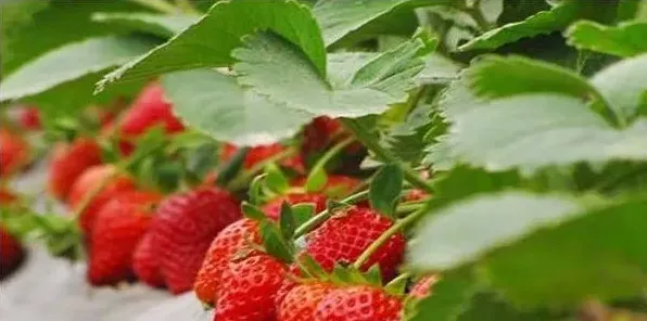 露天草莓的种植技术及管理技巧 | 生活妙招