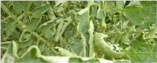 番茄卷叶怎么治 | 三农知识