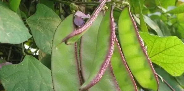 扁豆种植管理技巧 | 农广天地