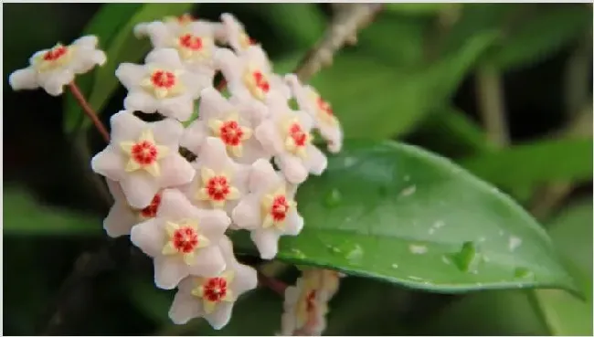 球兰什么时候开花 | 生活常识