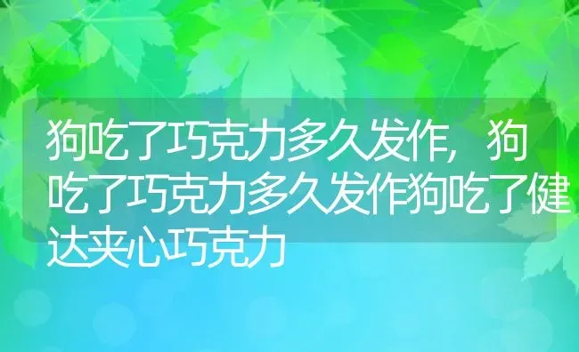 狗吃了巧克力多久发作,狗吃了巧克力多久发作狗吃了健达夹心巧克力 | 养殖资料