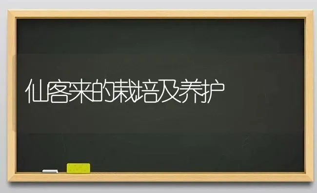 仙客来的栽培及养护 | 养殖知识