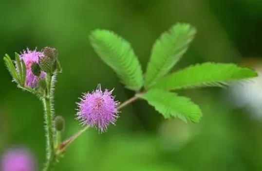 含羞草怎么种,含羞草适合怎样的环境生长？