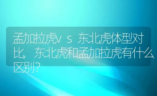 孟加拉虎vs东北虎体型对比,东北虎和孟加拉虎有什么区别？ | 养殖科普