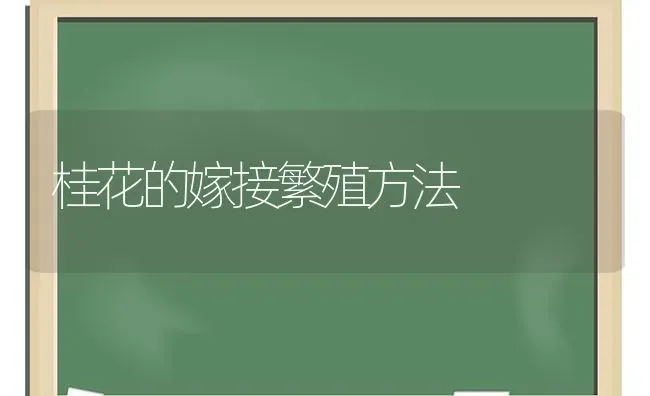 桂花的嫁接繁殖方法 | 养殖知识