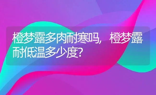 橙梦露多肉耐寒吗,橙梦露耐低温多少度？ | 养殖科普