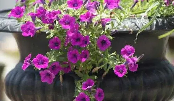 牵牛花种子怎么种,喇叭花种子没泡不发芽怎么办？