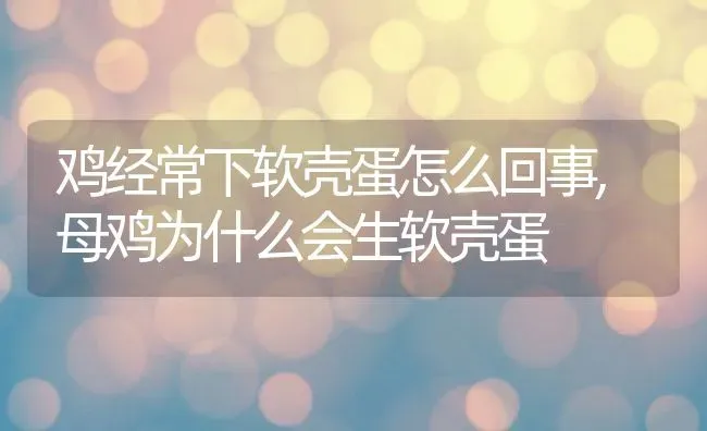 鸡经常下软壳蛋怎么回事,母鸡为什么会生软壳蛋 | 养殖学堂