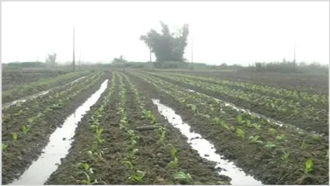 莲藕定植不发棵怎么办 | 生活妙招