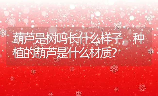 葫芦是树吗长什么样子,种植的葫芦是什么材质？ | 养殖科普