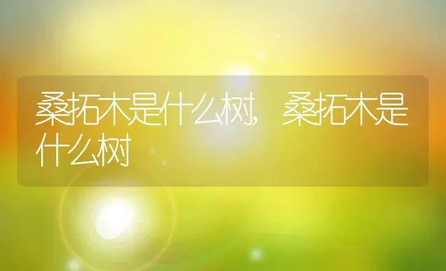 桑拓木是什么树,桑拓木是什么树 | 养殖科普