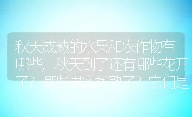 秋天成熟的水果和农作物有哪些,秋天到了还有哪些花开了?哪些果实找熟了?它们是什么样的?写清楚？ | 养殖科普