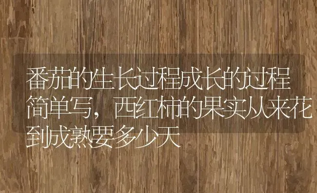 番茄的生长过程成长的过程简单写,西红柿的果实从来花到成熟要多少天 | 养殖学堂