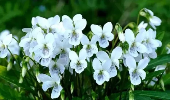 白花地丁能吃吗 | 生活常识