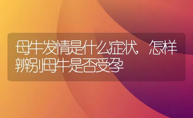 母牛发情是什么症状,怎样辨别母牛是否受孕 | 养殖学堂