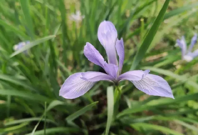 马兰开花二十一什么隐含意义,马莲开花口诀完整版？