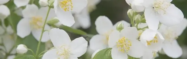 茉莉花叶子发黄干枯掉叶子怎么办,茉莉花叶片发黄脱落怎么办？