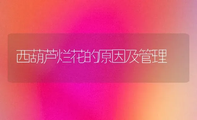西葫芦烂花的原因及管理 | 养殖技术大全