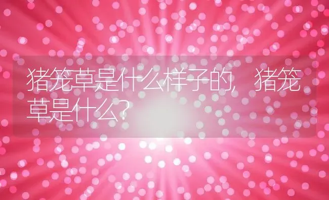 猪笼草是什么样子的,猪笼草是什么？ | 养殖科普