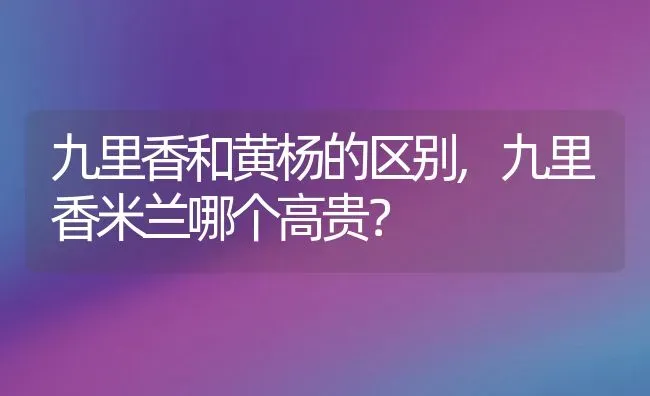 九里香和黄杨的区别,九里香米兰哪个高贵？ | 养殖科普