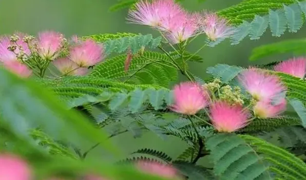 合欢花与芙蓉花的区别 | 生活妙招