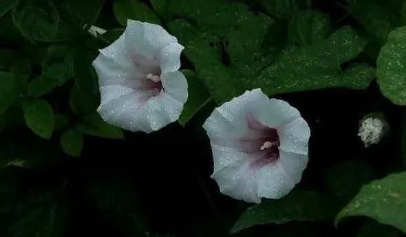 牵牛花种子怎么种,喇叭花种子没泡不发芽怎么办？