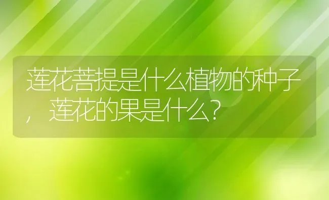 莲花菩提是什么植物的种子,莲花的果是什么？ | 养殖科普