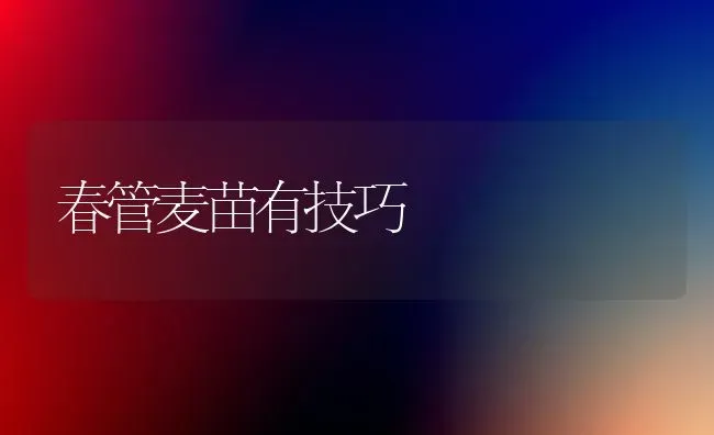 春管麦苗有技巧 | 养殖技术大全